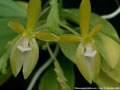 Photo : Phalaenopsis cornu-cervi