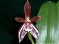 Photo : Phalaenopsis cornu-cervi