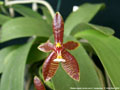 Photo : Phalaenopsis cornu-cervi