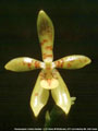 Photo : Phalaenopsis Golden Bantam