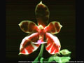Photo : Phalaenopsis Little Leopard