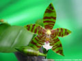 Photo : Phalaenopsis Corona