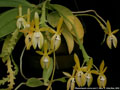 Photo : Phalaenopsis cornu-cervi