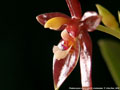 Photo : Phalaenopsis cornu-cervi