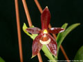 Photo : Phalaenopsis cornu-cervi