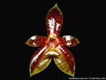 Photo : Phalaenopsis cornu-cervi
