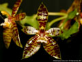 Photo : Phalaenopsis cornu-cervi