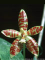 Photo : Phalaenopsis Tiger Cub