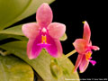 Photo : Phalaenopsis Cesario Gene Tobia