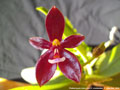 Photo : Phalaenopsis cornu-cervi