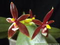 Photo : Phalaenopsis cornu-cervi