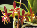 Photo : Phalaenopsis cornu-cervi