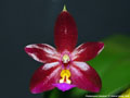 Photo : Phalaenopsis Valentinii