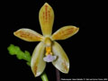 Photo : Phalaenopsis Meen Estrella