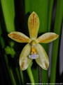 Photo : Phalaenopsis Meen Estrella