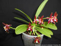 Photo : Phalaenopsis cornu-cervi