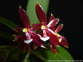 Photo : Phalaenopsis cornu-cervi