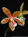 Photo : Phalaenopsis Meen Estrella