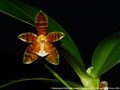 Photo : Phalaenopsis Eiderstedt