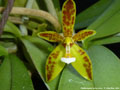 Photo : Phalaenopsis cornu-cervi