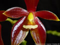 Photo : Phalaenopsis cornu-cervi