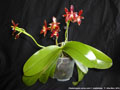 Photo : Phalaenopsis cornu-cervi