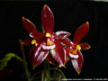 Photo : Phalaenopsis cornu-cervi