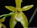 Photo : Phalaenopsis cornu-cervi