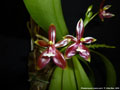 Photo : Phalaenopsis cornu-cervi