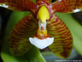 Photo : Phalaenopsis cornu-cervi