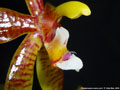 Photo : Phalaenopsis cornu-cervi