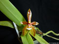 Photo : Phalaenopsis cornu-cervi