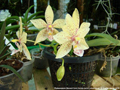 Photo : Phalaenopsis Stewed Corn
