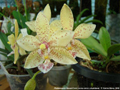 Photo : Phalaenopsis Stewed Corn
