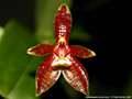 Photo : Phalaenopsis cornu-cervi