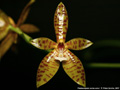 Photo : Phalaenopsis cornu-cervi