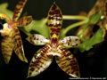 Photo : Phalaenopsis cornu-cervi