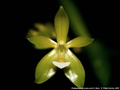 Photo : Phalaenopsis cornu-cervi