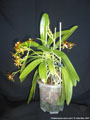 Photo : Phalaenopsis cornu-cervi