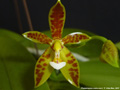 Photo : Phalaenopsis cornu-cervi