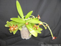 Photo : Phalaenopsis cornu-cervi