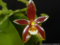 Photo : Phalaenopsis cornu-cervi