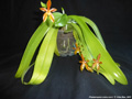 Photo : Phalaenopsis cornu-cervi