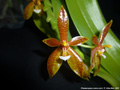 Photo : Phalaenopsis cornu-cervi