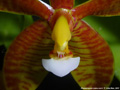 Photo : Phalaenopsis cornu-cervi