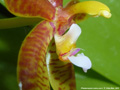 Photo : Phalaenopsis cornu-cervi