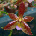 Photo : Hourai Orchids