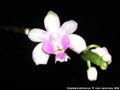 Photo : Phalaenopsis deliciosa