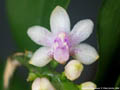 Photo : Phalaenopsis deliciosa
