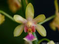 Photo : Phalaenopsis deliciosa